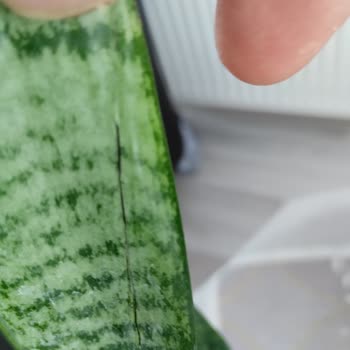 Trendyol Yeşil Kılıç Çiçeği Görseliyle Uyuşmayan, Hasarlı ve Yanıltıcı Ürün Teslim Edildi