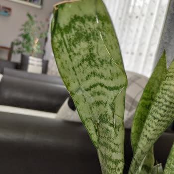 Trendyol Yeşil Kılıç Çiçeği Görseliyle Uyuşmayan, Hasarlı ve Yanıltıcı Ürün Teslim Edildi