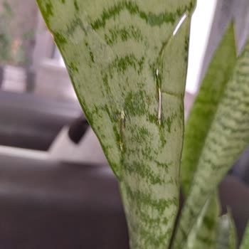 Trendyol Yeşil Kılıç Çiçeği Görseliyle Uyuşmayan, Hasarlı ve Yanıltıcı Ürün Teslim Edildi