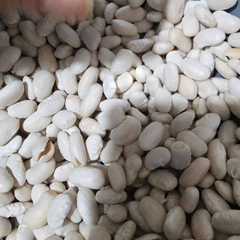 Hasata Derin Kuyu Fasulyede Parçalanma ve Yüksek Fiyat İade Talebi