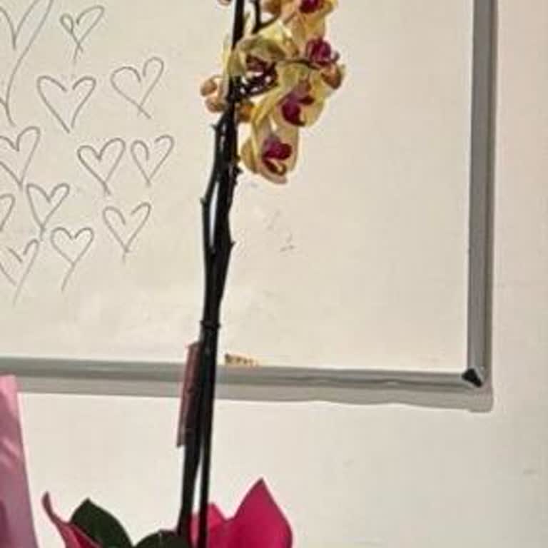 Sipariş Edilen Orkide Görsellerle Uyuşmadı, Kalitesiz Ürün Ve İade Talebi