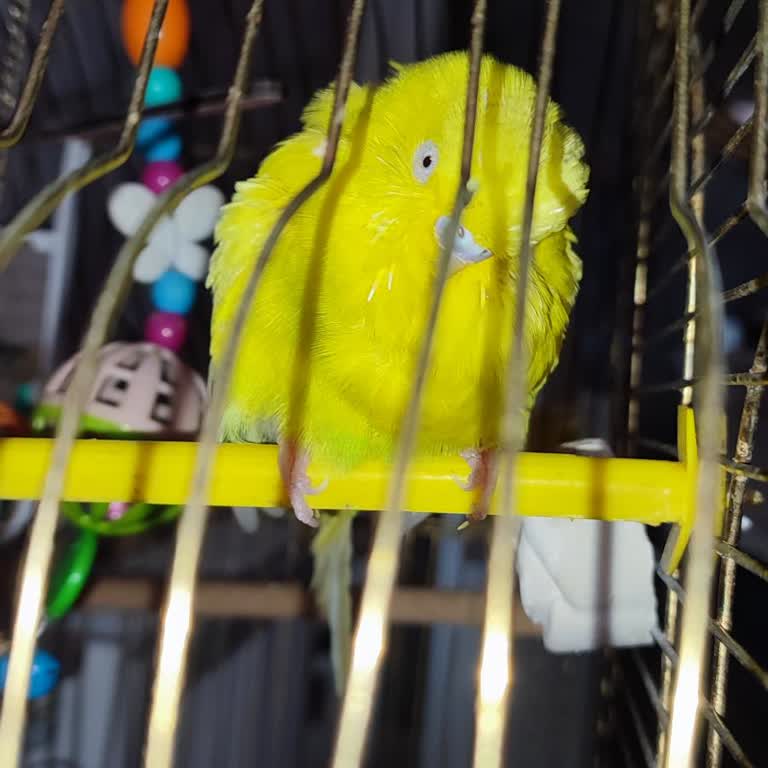 Petlife Veteriner'de Fahiş Fiyatlandırma Ve Kaba İletişim