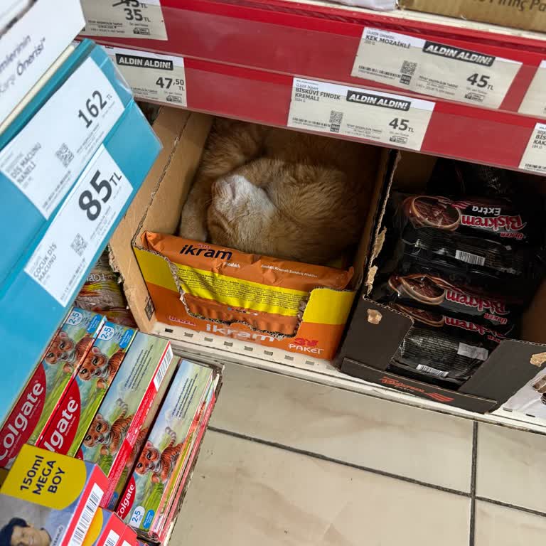 Yalova Çınarcık A101 Şubesinde Kedilerin Ürünlerde Uyuması Müşterileri Hijyen Endişesine Sürükledi