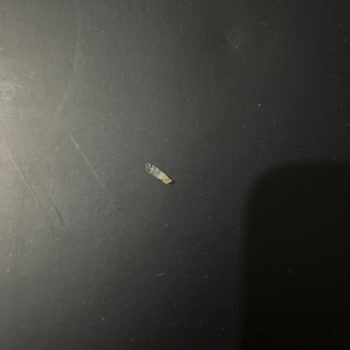 Liva Çikolatasında Şeffaf Yabancı Parça Ve Deforme Görünüm