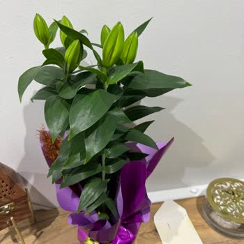 Lilyum Çiçekleri Açmadı, Öğretmen Fotoğrafı İçin Mağdur Oldum