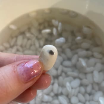 Bombay Fasulyesinde Böcek Bulunması Ve Geri Ödeme Talebi