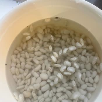 Bombay Fasulyesinde Böcek Bulunması Ve Geri Ödeme Talebi