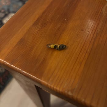 City Gross Markette Çekirdek İçinde Arı Bulunması Hijyen Ve Sağlık Endişesi