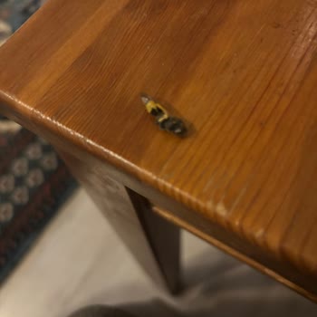 City Gross Markette Çekirdek İçinde Arı Bulunması Hijyen Ve Sağlık Endişesi