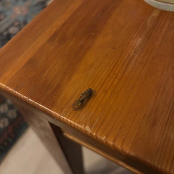 City Gross Markette Çekirdek İçinde Arı Bulunması Hijyen Ve Sağlık Endişesi