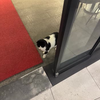 ArenaPark Tavuk Dünyası Şubesinde Kedinin Masalarda Yemek Yiyerek Hijyen Sorunu