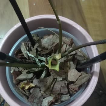 Canlı Orkideler Çabuk Çürüdü: 3000 TL’lik Ücretin Geri Ödenmesi Talebi