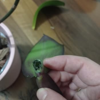 Canlı Orkideler Çabuk Çürüdü: 3000 TL’lik Ücretin Geri Ödenmesi Talebi