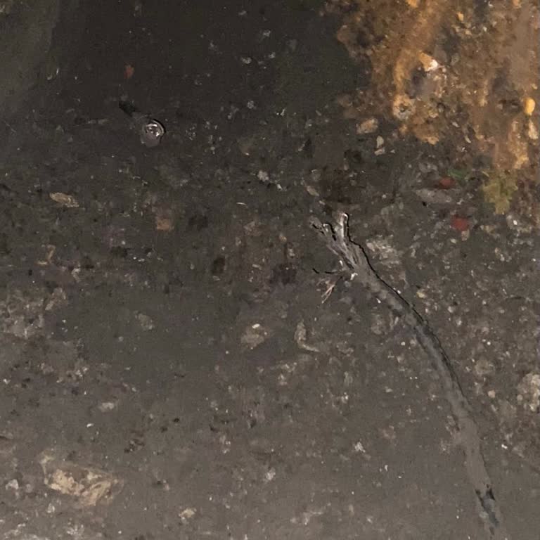 Nilüfer Belediyesi Kazısının Neden Olduğu Elektrik Kesintisi Ve Süregelen Mağduriyet