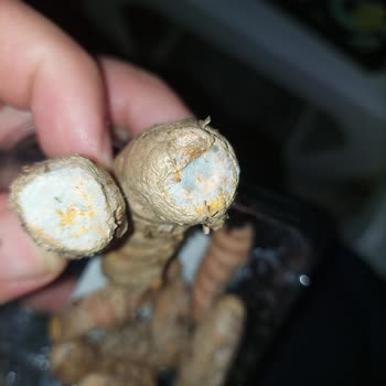 Müşteri Notuna Rağmen Küflü Zerdeçal Gönderildi Ve Destek Çözüm Sunmadı