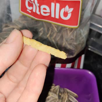 Çitello Çekirdeğin İçinden Yabancı Madde Çıktı