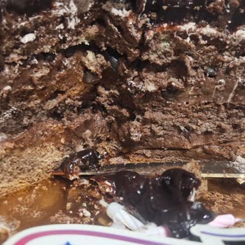 Taze Olduğu İddia Edilen Pastada Bayat Kek Ve Acı Krema