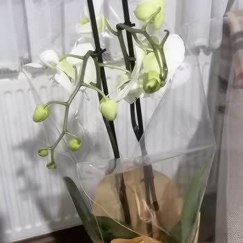 Kırık Orkide Ve Ürün Değişiminin Reddedilmesi