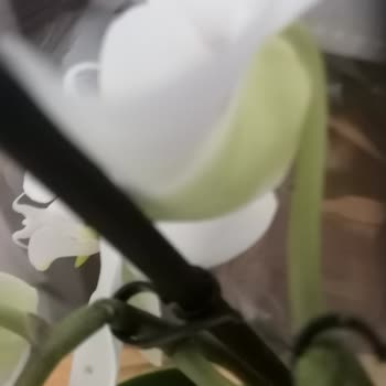 Kırık Orkide Ve Ürün Değişiminin Reddedilmesi