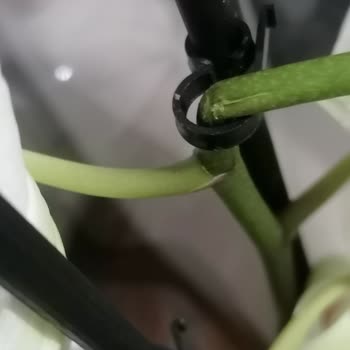 Kırık Orkide Ve Ürün Değişiminin Reddedilmesi