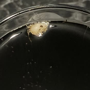 Hijyenik Olmayan Coca Cola Ürününde Beyaz Cisim Görüldü