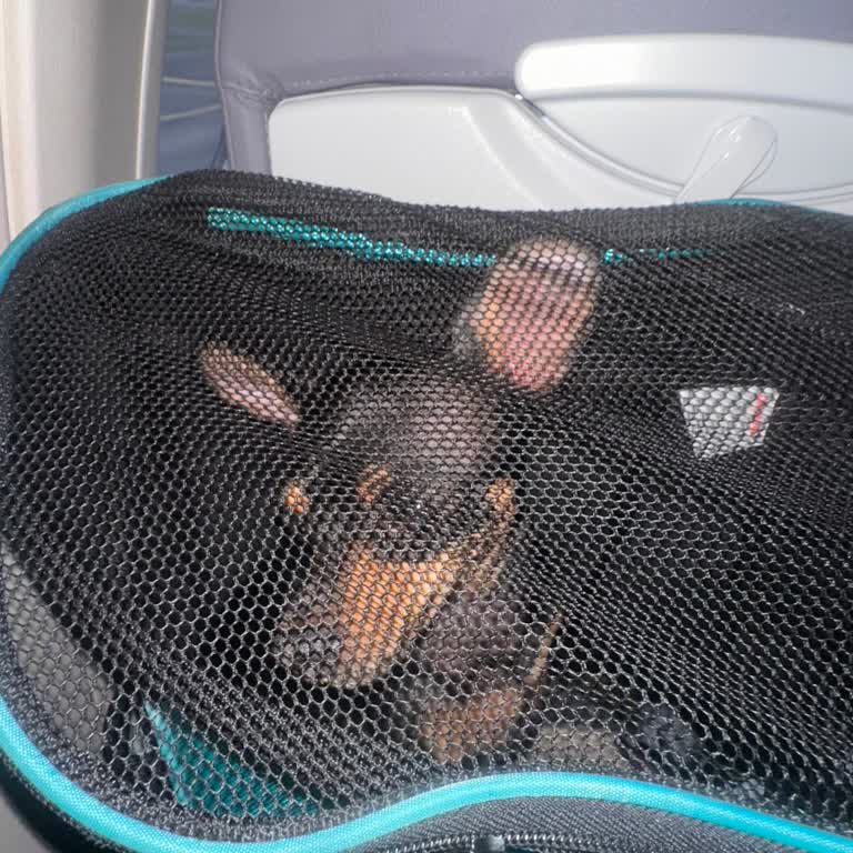 THY Kabin Amirinin Köpeğime Yönelik Tehdit Ve Kaba Tutumu