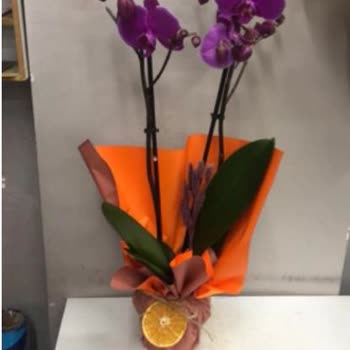 Görseliyle Uyuşmayan Orkide Ve İade Reddi