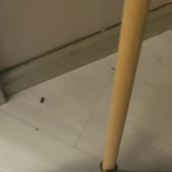 Böceklerle Kaplı Odalar Ve Zehirli Koku Otelde Yaşanan Kabus