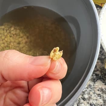 Karamürsel Migros'tan Yeşil Mercimek Paketi Böcekli: İade Ve Açıklama Talebi