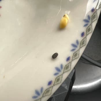 Karamürsel Migros'tan Yeşil Mercimek Paketi Böcekli: İade Ve Açıklama Talebi