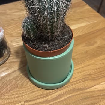 Fidanburada Siparişinde Eksik Ve Hasarlı Bitkiler İçin Tam İade Talebi