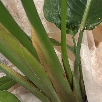 Fidanburada Siparişinde Eksik Ve Hasarlı Bitkiler İçin Tam İade Talebi