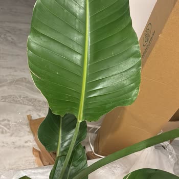 Fidanburada Siparişinde Eksik Ve Hasarlı Bitkiler İçin Tam İade Talebi