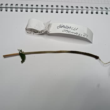 E-fidancım Ölü Bitki Gönderimi Ve Güven Sorunu!