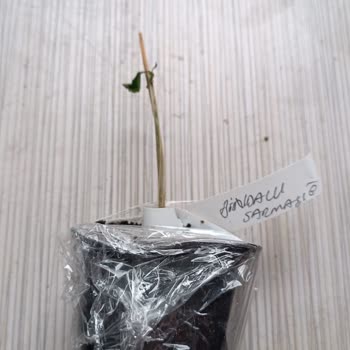 E-fidancım Ölü Bitki Gönderimi Ve Güven Sorunu!