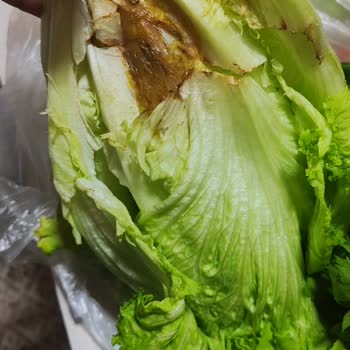 Çürük Ve Böcekli Ürün Teslimatı Ve Yetersiz Müşteri Hizmeti