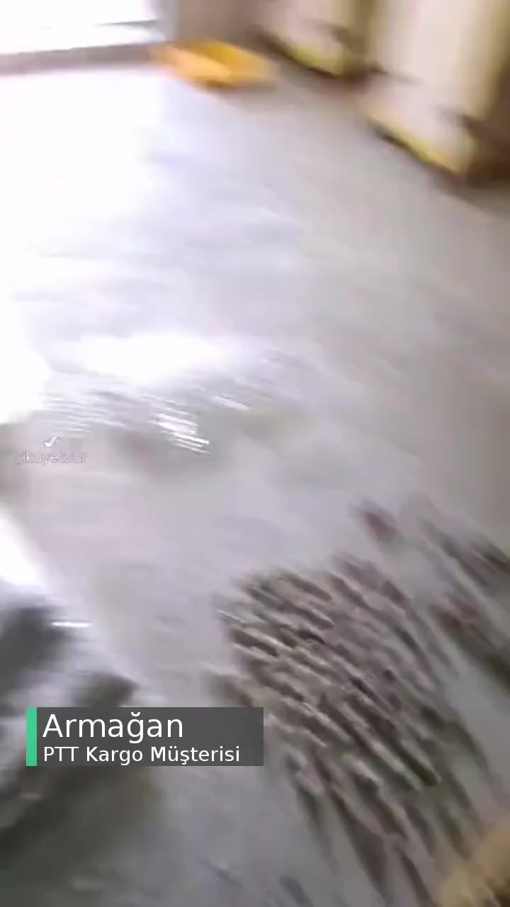 PTT Kargo İle Gelen Kuluçkalık Yumurtaların Hali! videonun kapak resmi