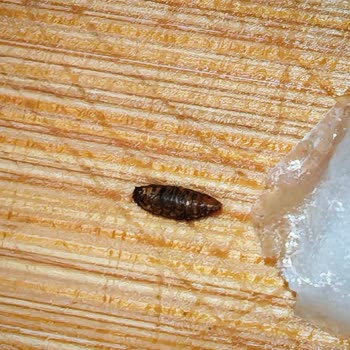 Tamek Domates Salçasında Bulunan Kara Cisimler Gıda Güvenliği Endişesi