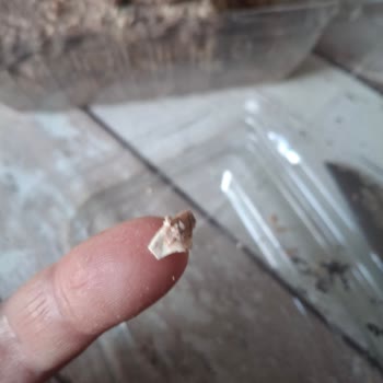 Torku Kakaolu Tahin Helva’da Yabancı Sert Nesne Bulundu