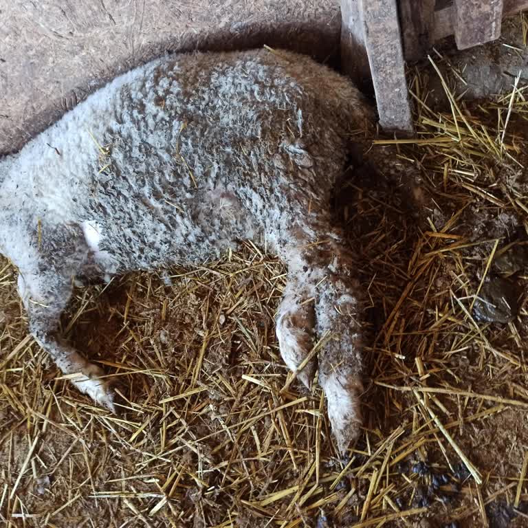 Rtm Tarım (Reva Yem) Ürünün Arkasında Durmadılar