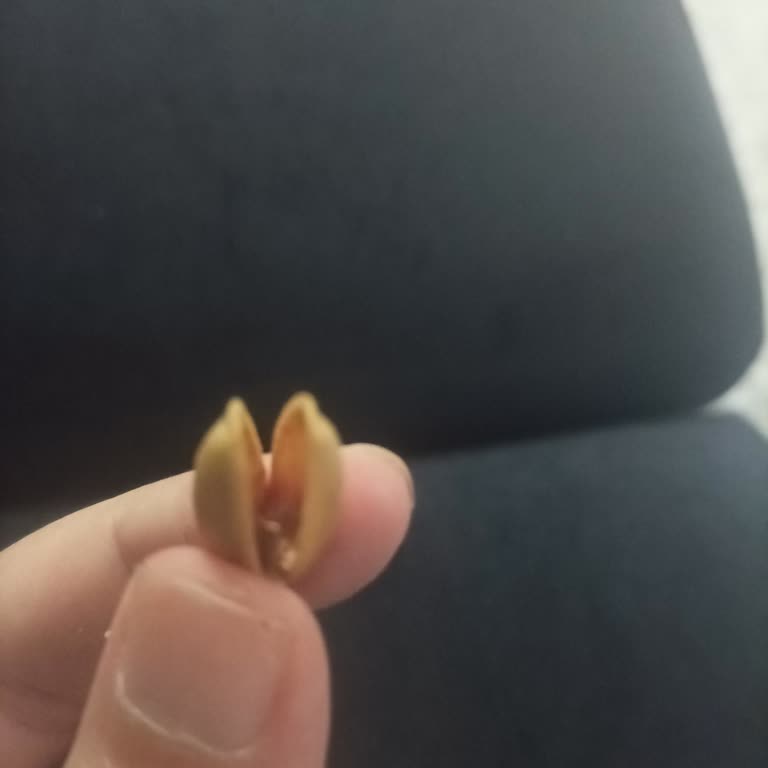 Şok Market Esenyurt Şubesinde Boş Satılan Amigo Siirt Fıstığı