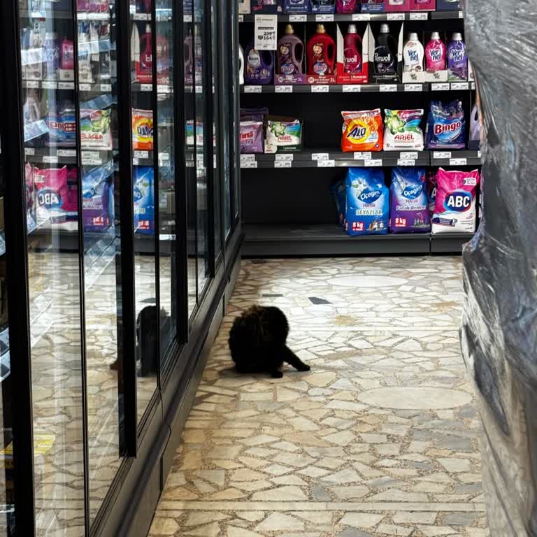 A101 Şubesinde Hayvanların Gıda Ürünlerine Yakınlığı Hijyen Ve Sağlık Riskine Dönüştürüyor