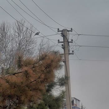 Sincan Belediyesi Kuş Beslemenin Çevre Kirliliği Ve Güvenlik Riskleri