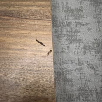 Kelebek Mobilya’dan Aldığım Kusurlu Sehpa İçin Bir Yıldır Çözümsüz Bekletiliyorum