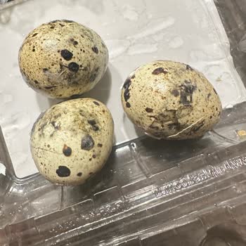 Şok Marketten Alınan Bıldırcın Yumurtalarının Kırık Ve Küflü Çıkmasıyla Hayal Kırıklığı