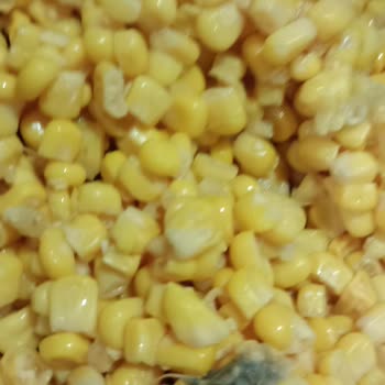 Tada Tam Tadında Mısırda Yabancı Cisim Ve Bakteri Benzeri Oluşumlar