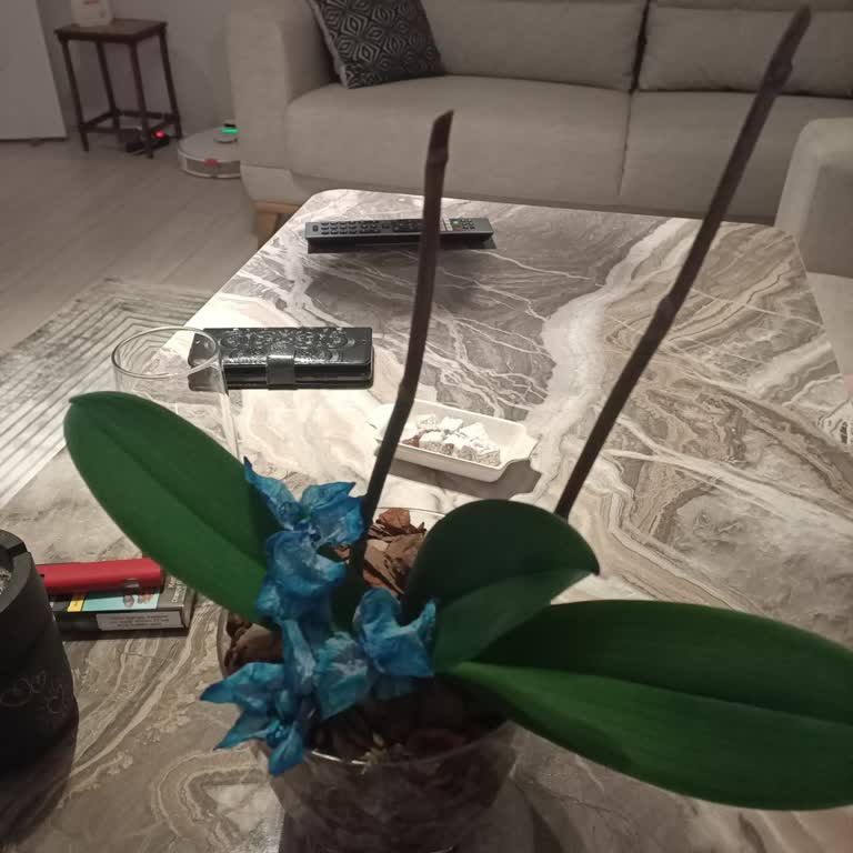 Mavi Orkide İddiası Yanıldı: Boyanmış Beyaz Orkide Gönderildi, İki Gün İçinde Soldu