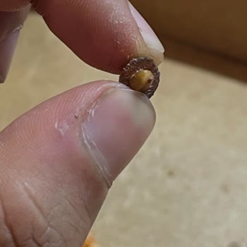 PizzaLazza Zeytin Çekirdeği Sonrası Sağlık Riski Ve İade Reddi