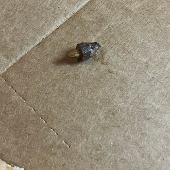 PizzaLazza Zeytin Çekirdeği Sonrası Sağlık Riski Ve İade Reddi