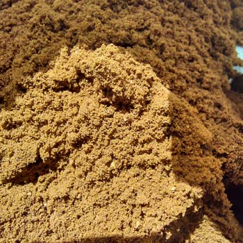 Kahve Dünyası'ndan Kurtlu Kahve: Sağlık Tehdidi Ve Güven Kırılması